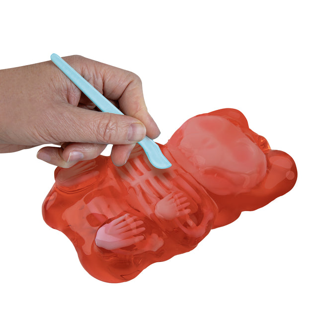 Geo-natomy Lab Jelly Bear