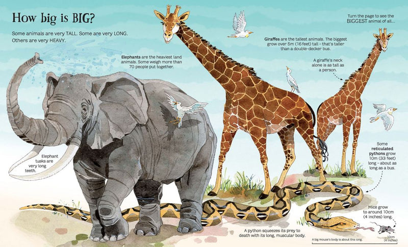 Usborne Big Book of Animals