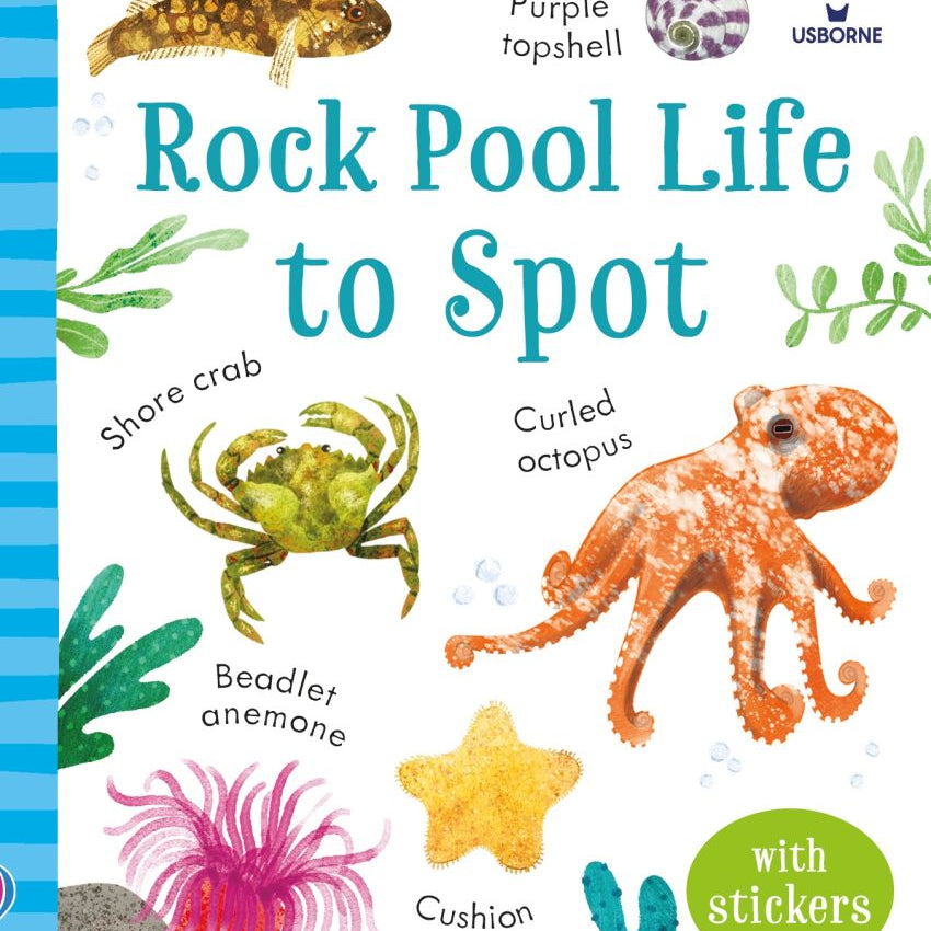 Usborne Minis - Rock Pool Life to Spot