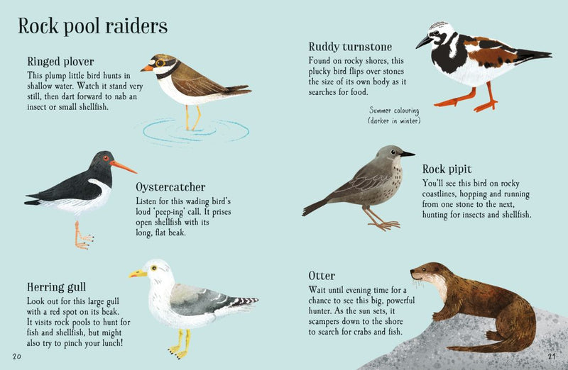 Usborne Minis - Rock Pool Life to Spot