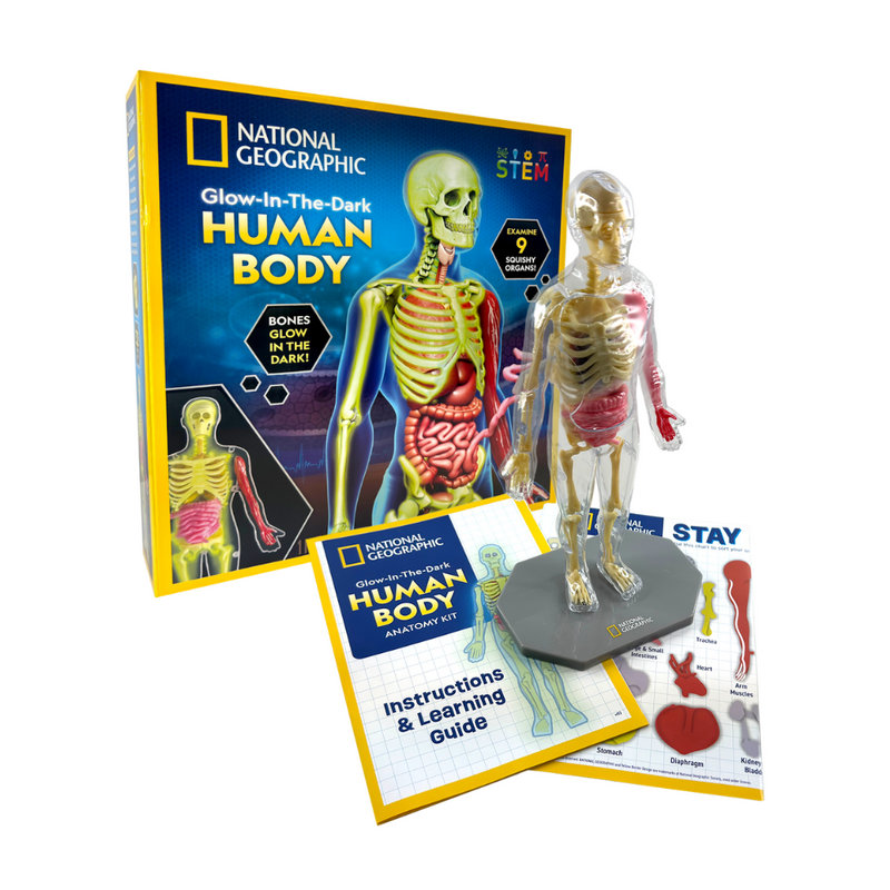 National Geographic Glow-in-the-Dark Human Body