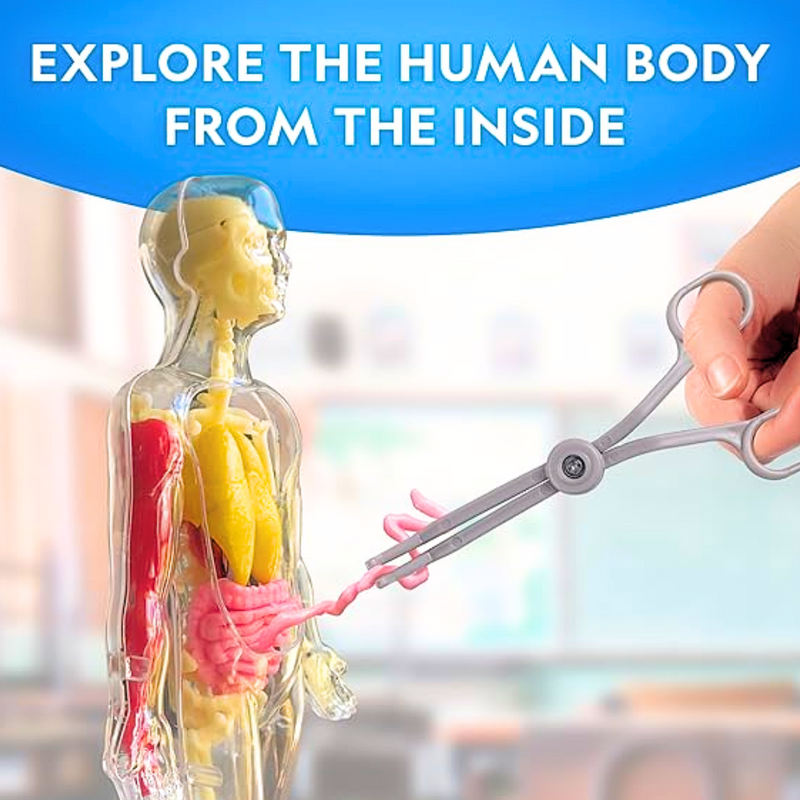 National Geographic Glow-in-the-Dark Human Body