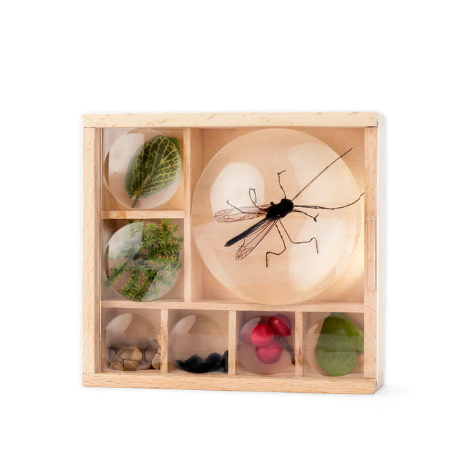 Huckleberry My Little Museum Bug Box
